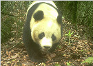 《新闻直播间》 瓦屋山自然保护区拍到野生大熊猫